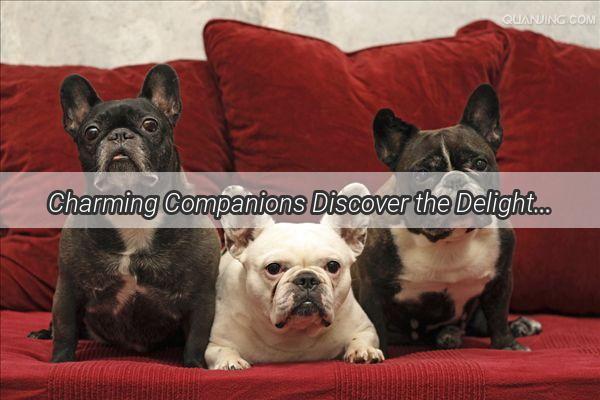 Charming Companions Discover the Delight of Miniature Canines